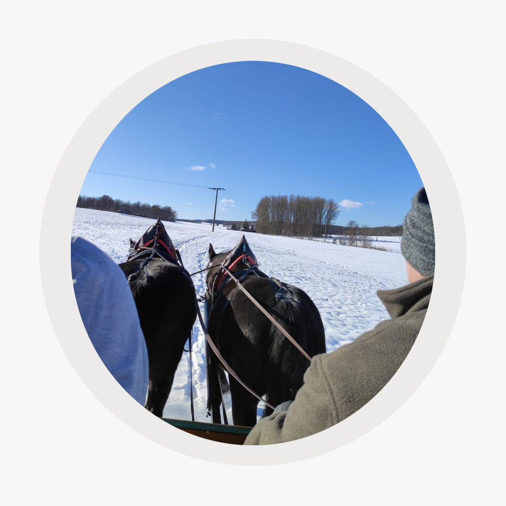 zwei schwarze Pferde vor Kutsche im Schnee