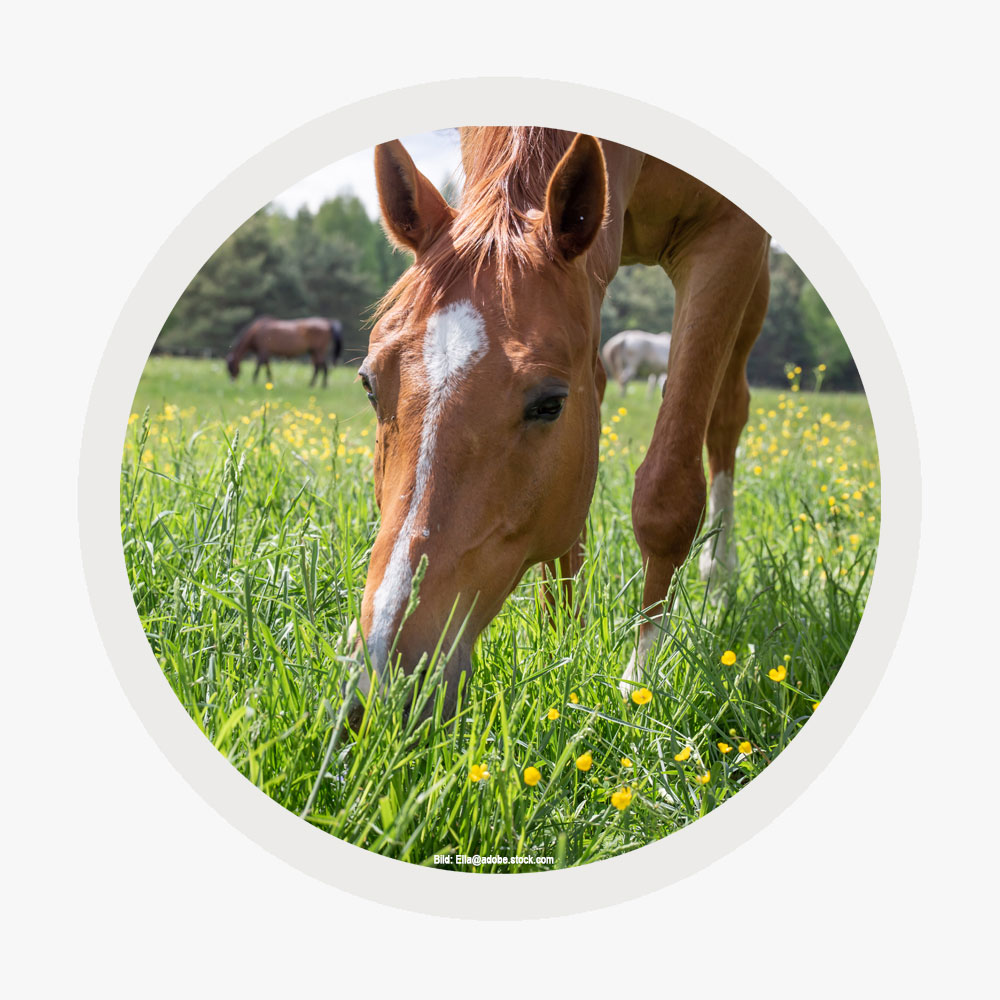 braunes Pferd frisst Gras auf einer Wiese mit Blumen