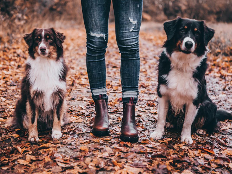 Jodhpur Stiefelette Chelsea Südwind