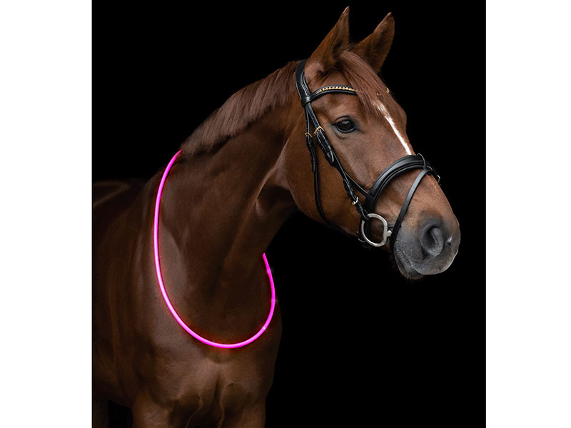 Pferd mit LED-Halsriemen