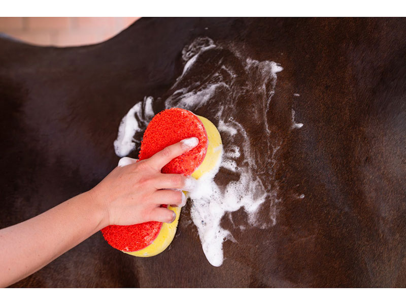 Hand mit rotem Schwamm bei Pferdewäsche