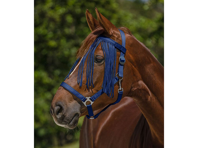 braunes Pferd mit blauen Fliegenfransen