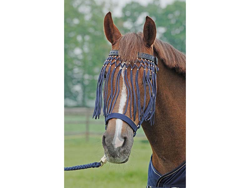 braunes Pferd mit Fliegenkordelband am Halfter