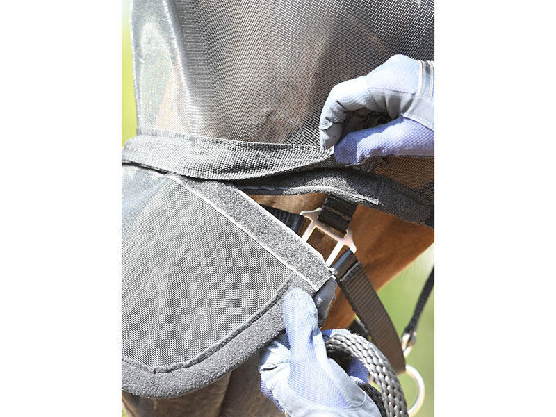 braunes Pferd mit schwarzer Fliegenmaske