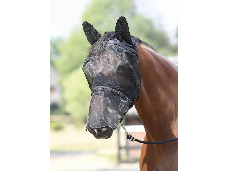 braunes Pferd mit schwarzer Fliegenmaske