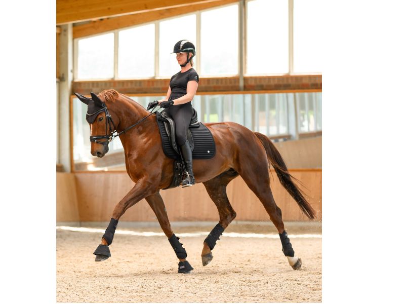 braunes Pferd mit Reiterin und Fliegenohren