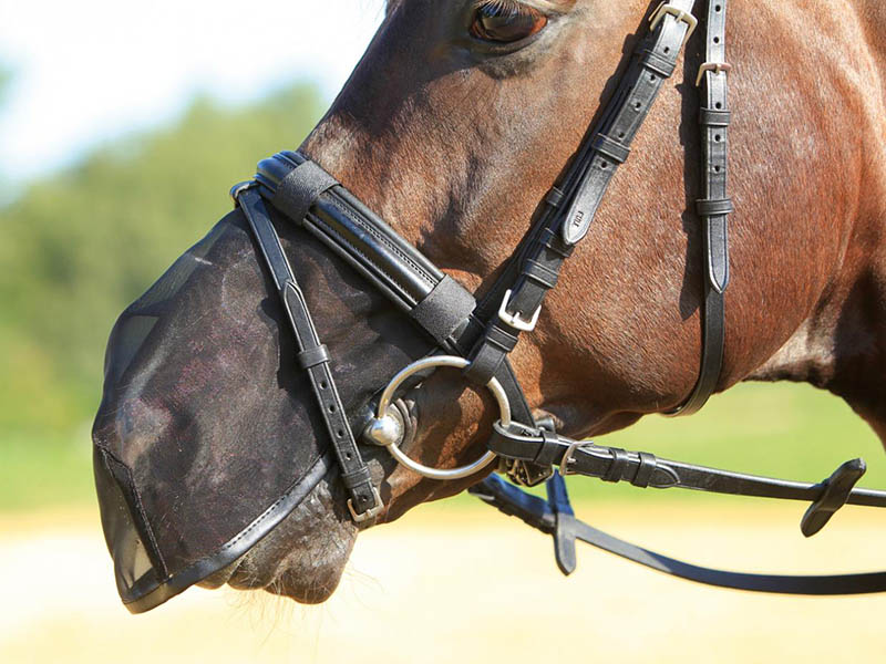 braunes Pferd mit schwarzem Nüsternschutz