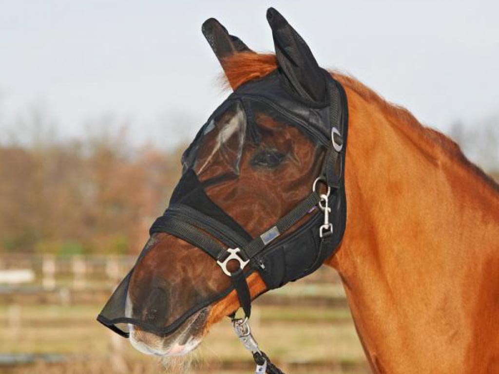 Braunes Pferd mit Fliegenschutzmaske und Nüsternschutz