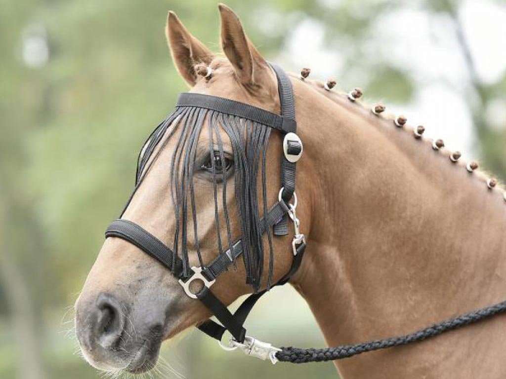Braunes Pferd mit schwarzem Halfter und Fliegenkordelband