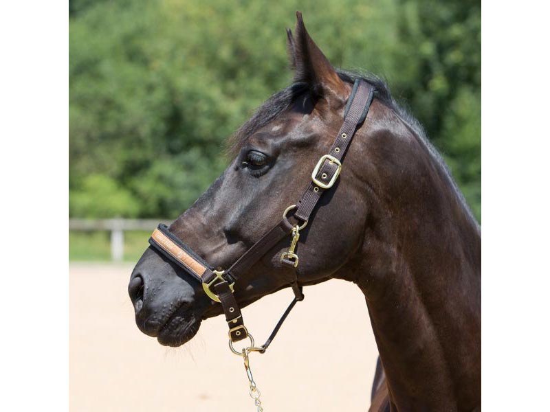 braunes Pferd mit schwarzem Halfter