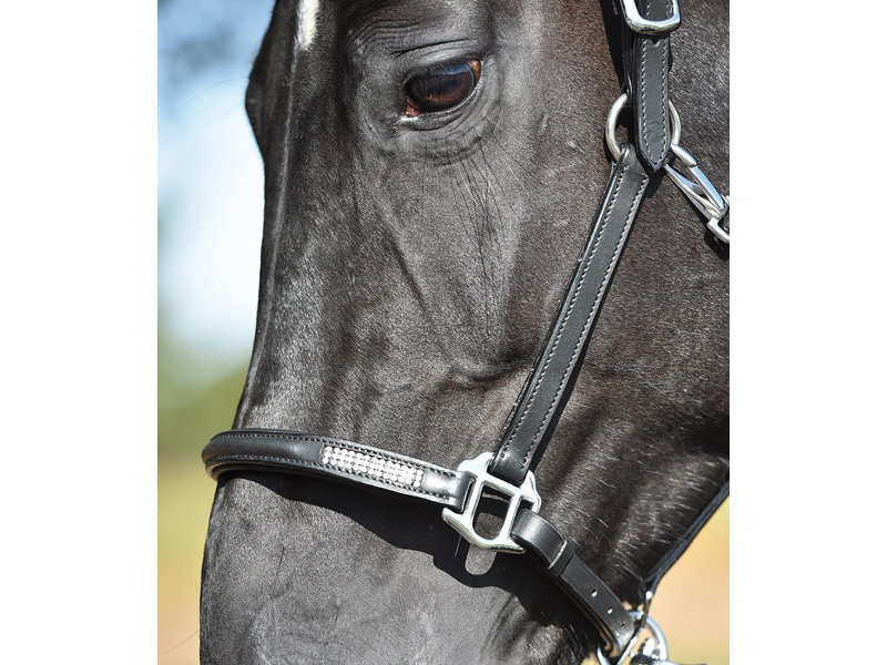 schwarzes Pferd mit Lederhalfter