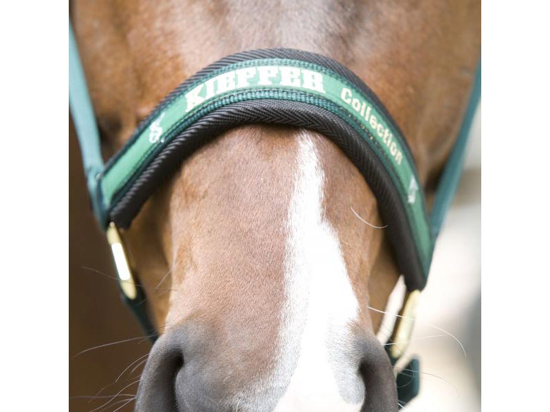 braunes Pferd mit schwarzem Halfter