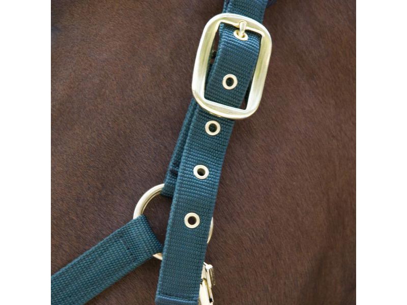 braunes Pferd mit blauem Halfter