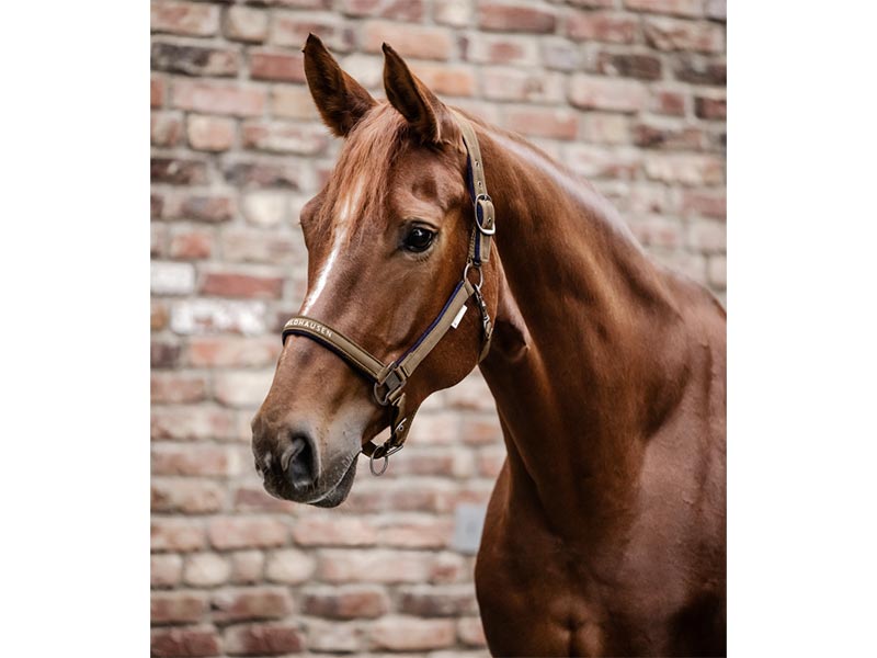 braunes Pferd mit Halfter Athletic