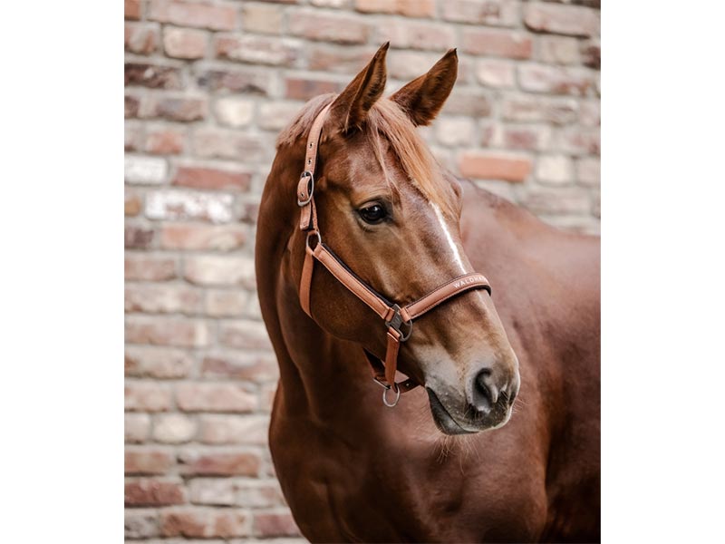 braunes Pferd mit Halfter Athletic