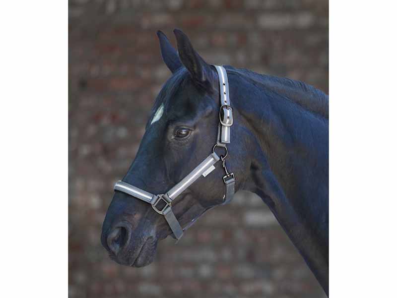 schwarzes Pferd mit Reflex-Halfter