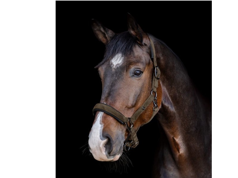 Halfter St. Gallen Cord