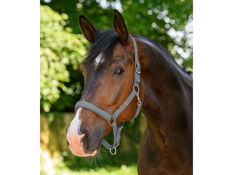 braunes Pferd mit grauem Stallhalfter