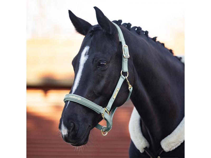 Pferd mit blauem Stallhalfter Satin
