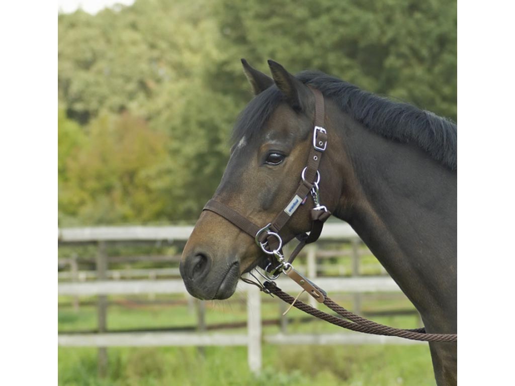 braunes Pferd mit schwarzem Halfter