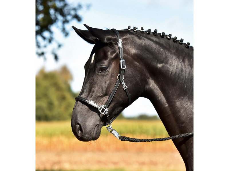 schwarzes Pferd mit Lederhalfter