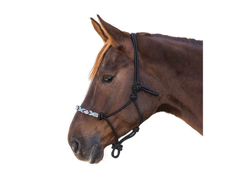 braunes Pferd mit schwarzem Knotenhalfter