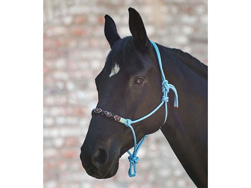 schwarzes Pferd mit blauem Knotenhalfter