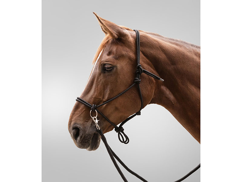 braunes Pferd mit Knotenhalfter