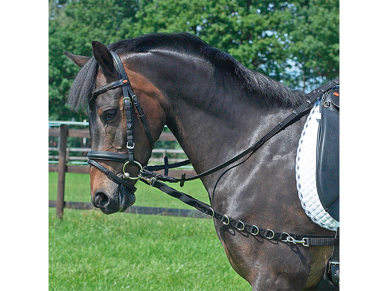 braunes Pferd mit schwarzem Ausbindezügel Elastik
