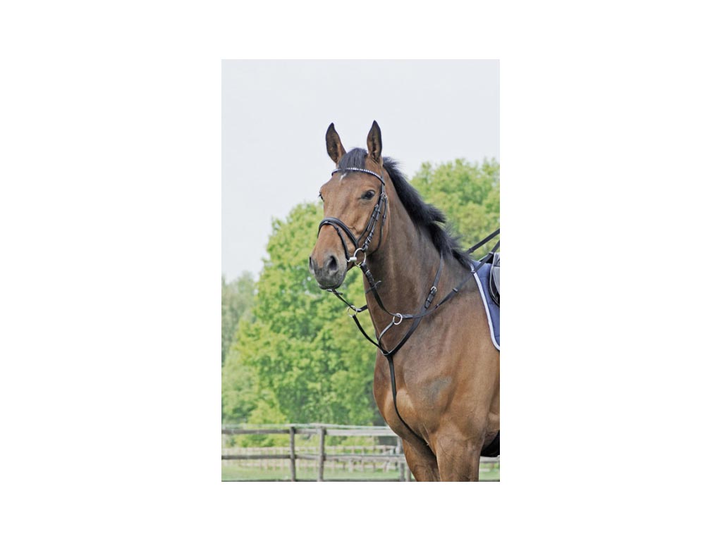 Braunes Pferd mit schwarzem Martingal