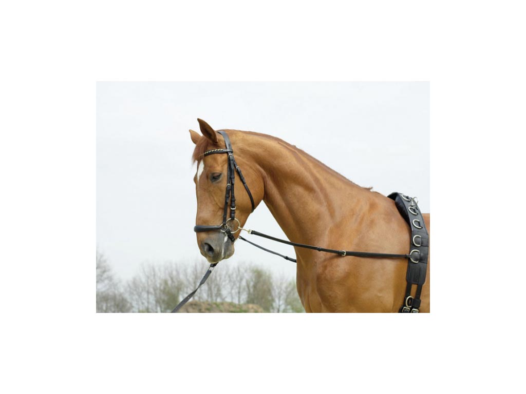 braunes Pferd mit schwarzem Ausbindezügel