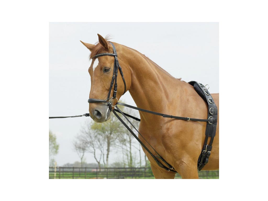 braunes Pferd mit schwarzem Laufferzügel