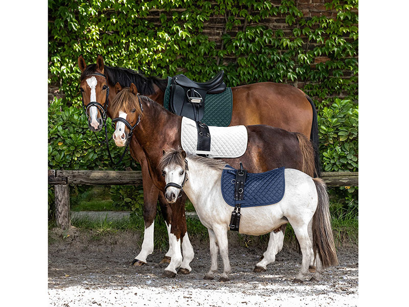 SCHABRACKE FELIX Shetty/Pony