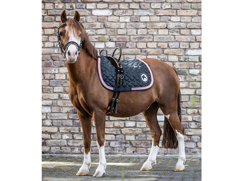 Pony mit blauer Schabracke mit rosa Paspel