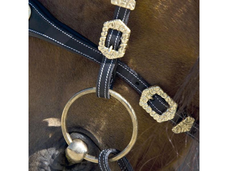 braunes Pferd mit Trense