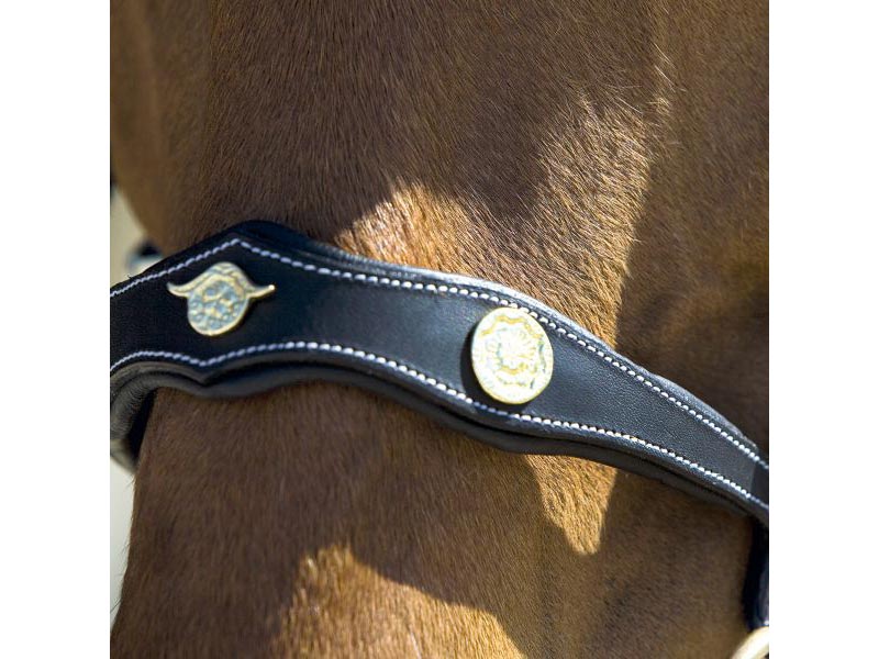 braunes Pferd mit Trense