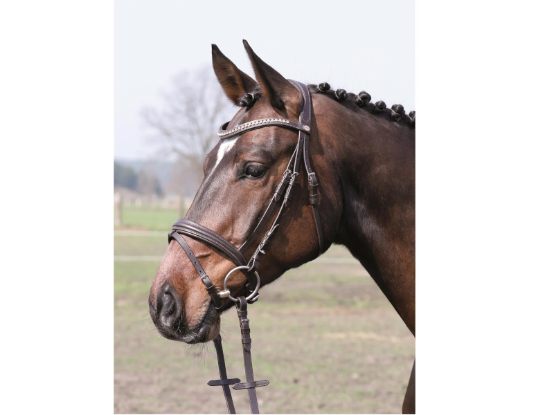 braunes Pferd mit Trense *Mechtersen* braun