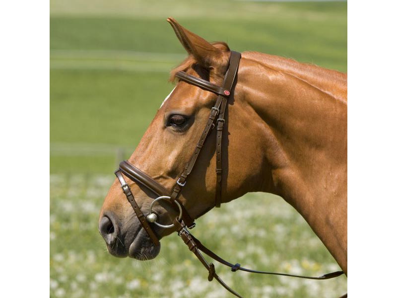 braunes Pferd mit Kaltbluttrense