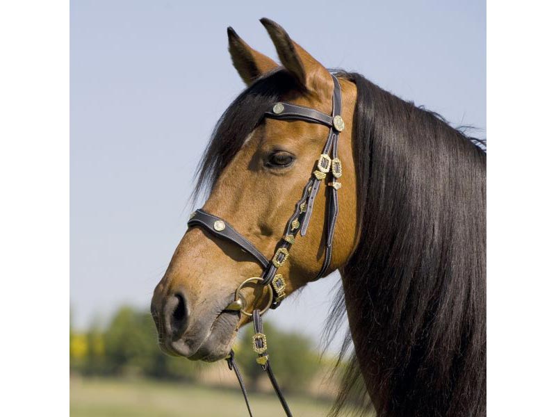 braunes Pferd mit Trense