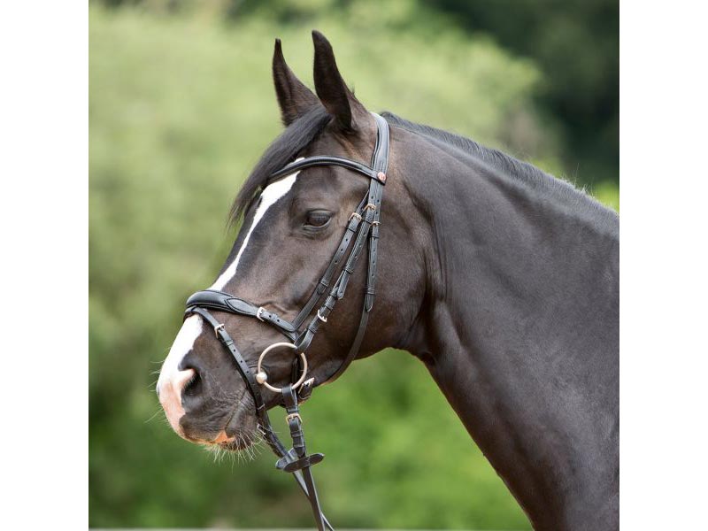 dunkelbraunes Pferd mit schwarzem Trensenzaum