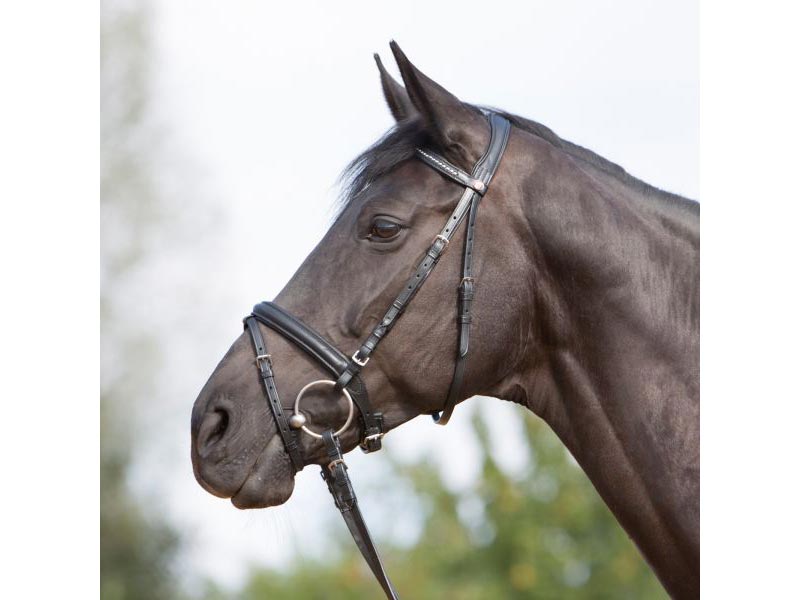 dunkelbraunes Pferd mit schwarzem Trensenzaum