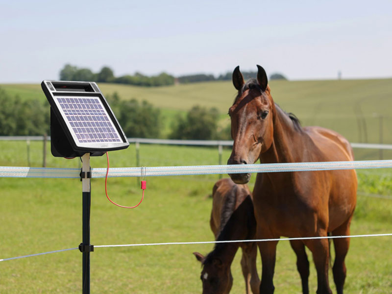 Weidezaungerät mit Solarpanel an Weidezaun und braunes Pferd