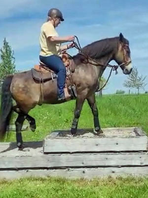 Martina Mörlein überquert auf ihrem Pferd einen Parcour